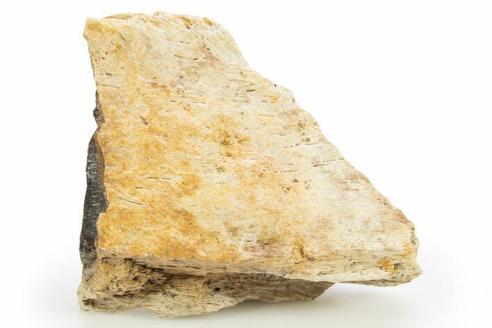 Fossil Tyrannosaur (T rex) Bone Section - Wyoming #309867